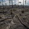 Makin Gundul, Hutan Amazon Alami Deforestasi Terparah dalam 15 Tahun Terakhir
