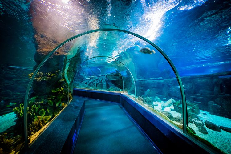 Sochi Discovery World Aquarium, seaworld terluas di Rusia, (13/12/2017).