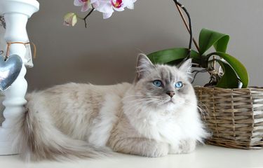 7 Ras Kucing Berbulu Tebal dan Panjang