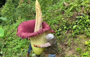 10 Contoh Keragaman Flora dan Fauna di Pulau Sumatera
