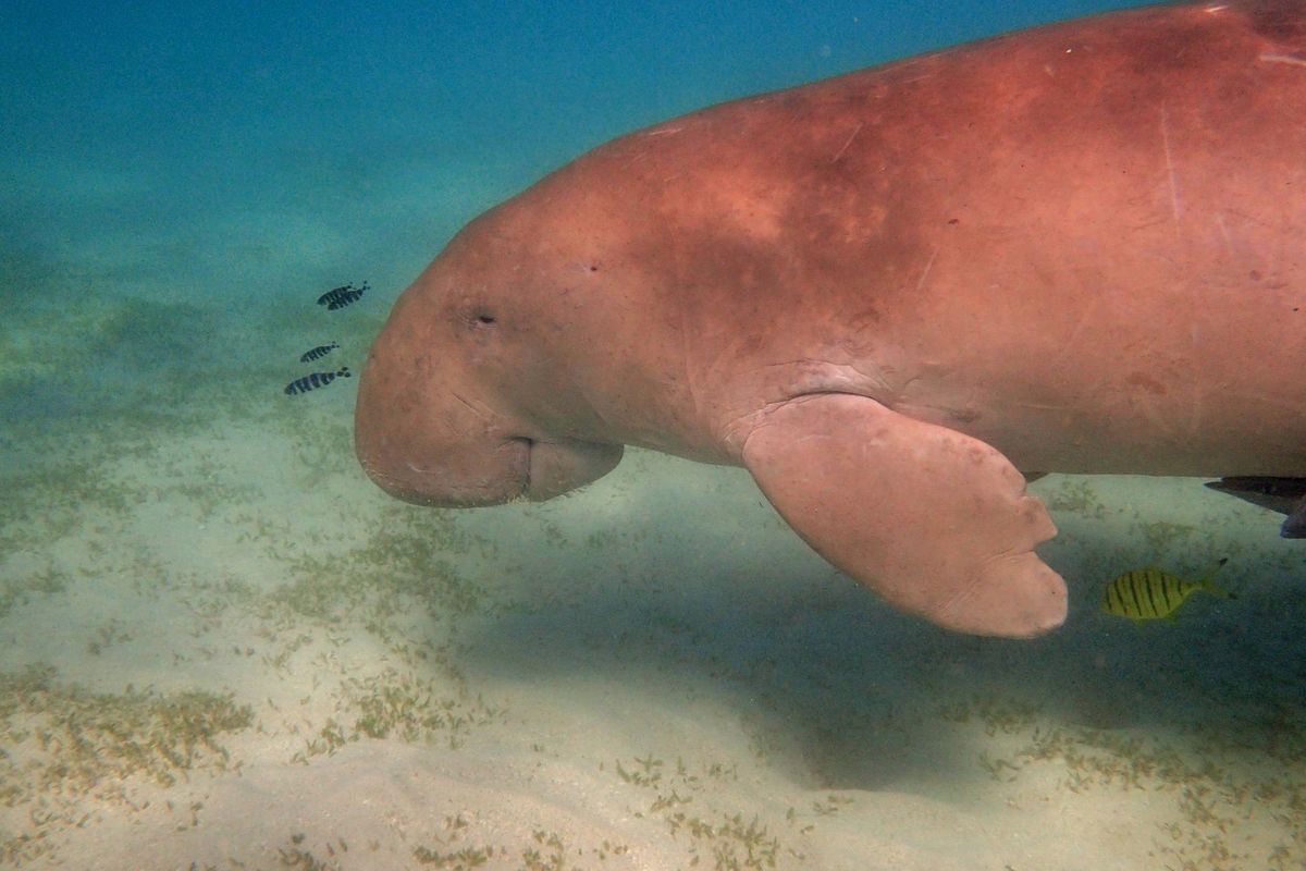 Ilustrasi dugong.