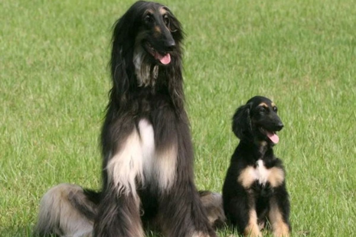 Snuppy (kanan), anjing Afghanistan pertama yang berhasil dikloning. Duduk dengan ayah genetisnya di Universitas Nasional Seoul pada 3 Agustus 2005 di Seoul.
