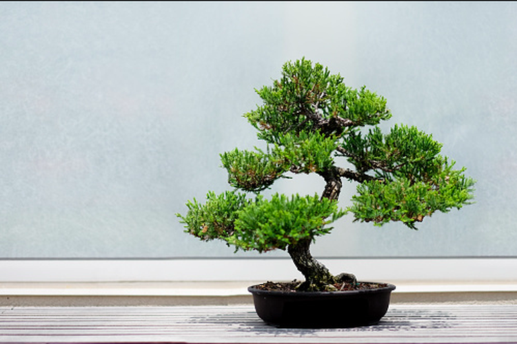 Ilustrasi pohon bonsai