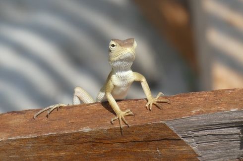 7 Cara Alami Mengusir Cecak dari Dalam Rumah