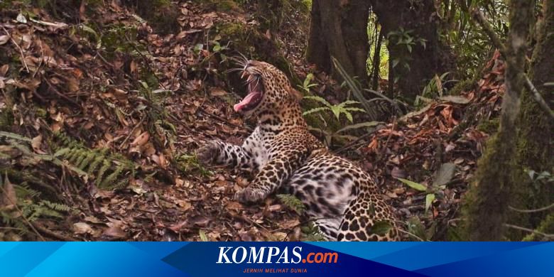 Wisata Ternak Kandang Macan : Antisipasi Serangan Macan ...