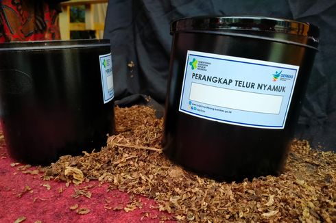 Perangkap Telur Nyamuk Ini Bisa Kendalikan Nyamuk Demam Berdarah, Ini Penjelasannya