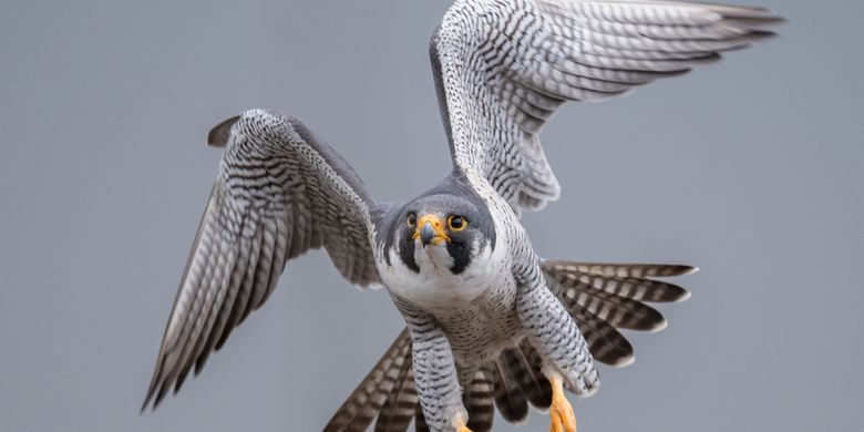 Alap-alap kawah atau Peregrine Falcon dalam bahasa Inggris (Falco peregrinus) adalah hewan tercepat di dunia burung.