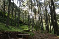 Perhutani Kelola 31.136 Hektar Hutan untuk Listrik 