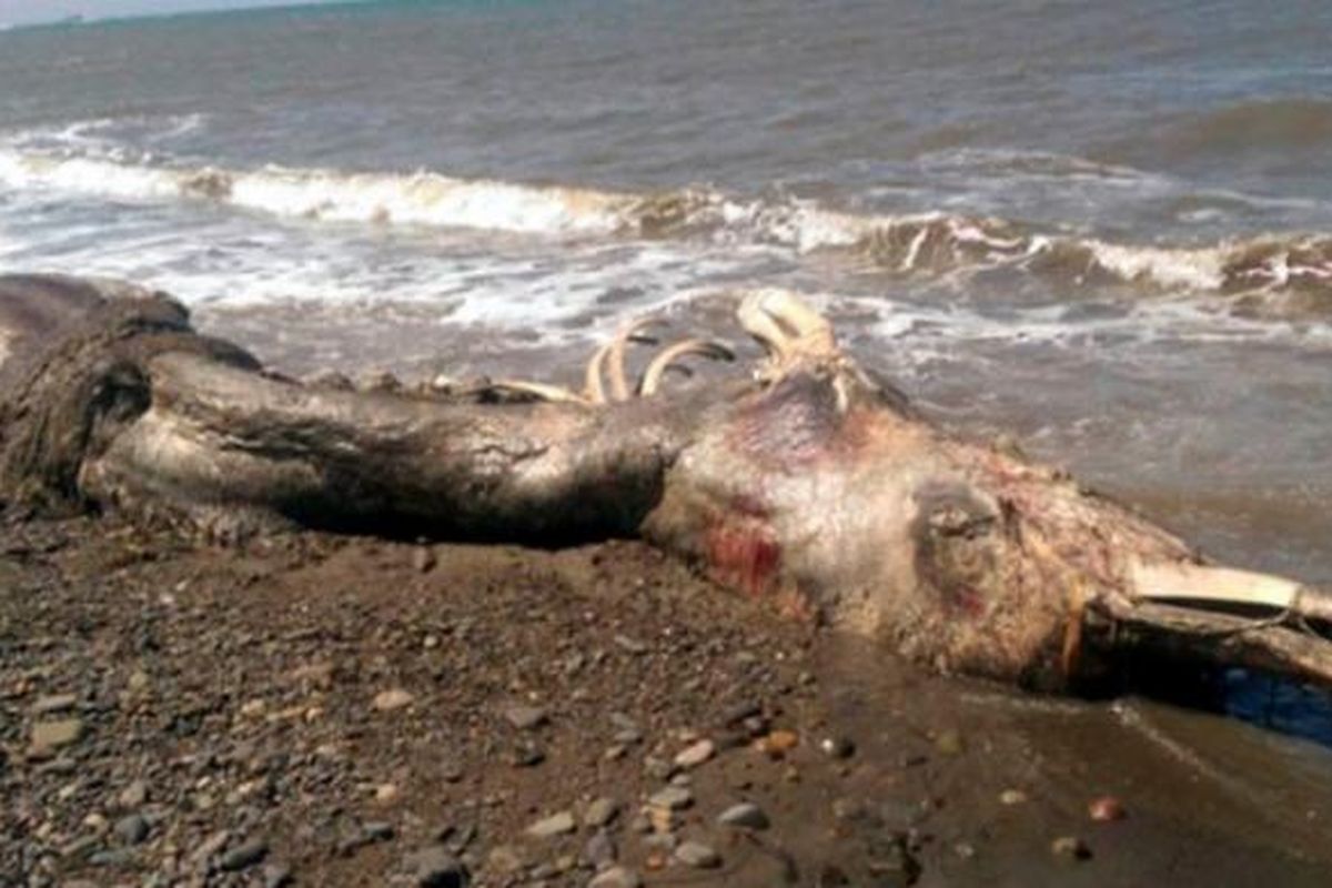 Inilah sisa-sisa bangkai seekor hewan laut misterius yang terdampar di pesisir Pulau Sakhalin, Rusia. Hewan ini memiliki paruh dan bulu, yang membingungkan para pakar biologi kelautan.