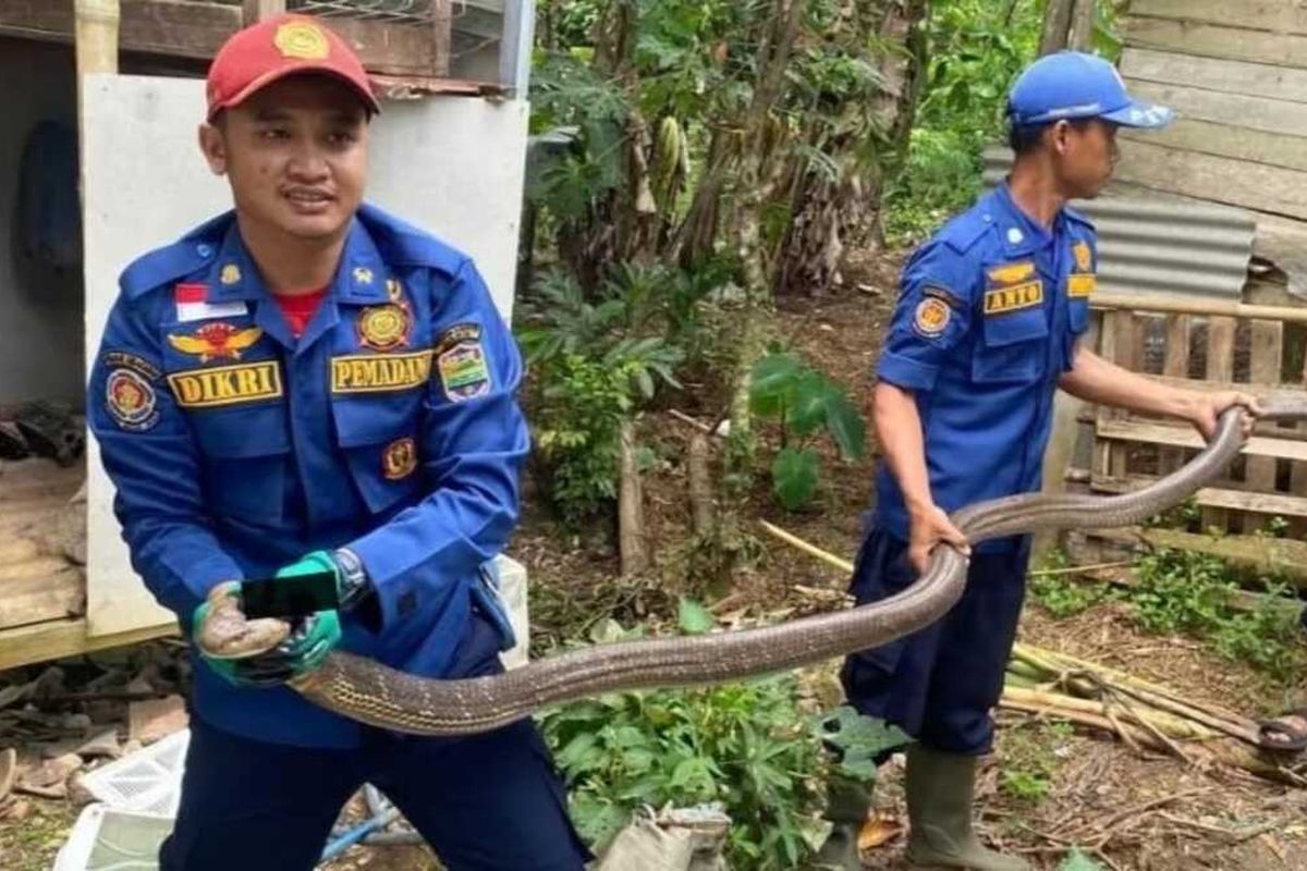 Personel Damkar Ciamis saat mengevakuasi ular King Cobra.