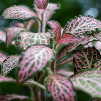 Ilustrasi tanaman hias Fittonia Pink Angel.