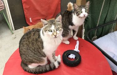 7 Penyebab Kucing Berperilaku Agresif Halaman all - Kompas.com