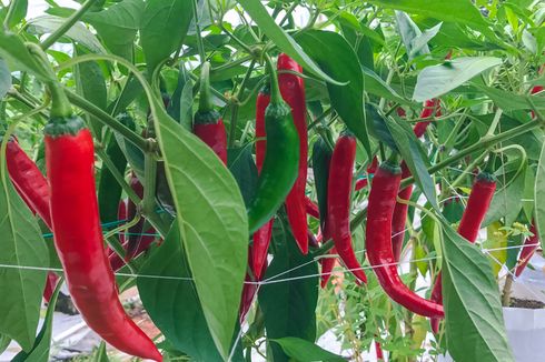 Mudah, Cara Membuat POC Pelebat Buah Cabe dari Kotoran Kambing