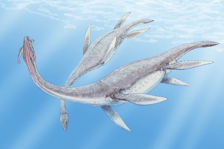 Ilustrasi Plesiosaurus, Reptil laut Purba.