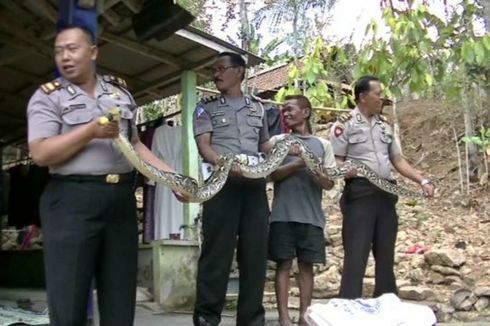 Lasa Kaget Ular Piton 4 Meter Tiba-tiba Sudah Berada di Dalam Rumah