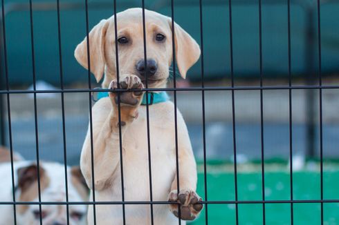 Pria Ini Tepergok Kuliti Anjing untuk Dijual ke Kedai Kebab