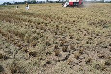 Antisipasi El Nino pada Agustus Mendatang, Kementan Gencarkan Sosialisasi AUTP