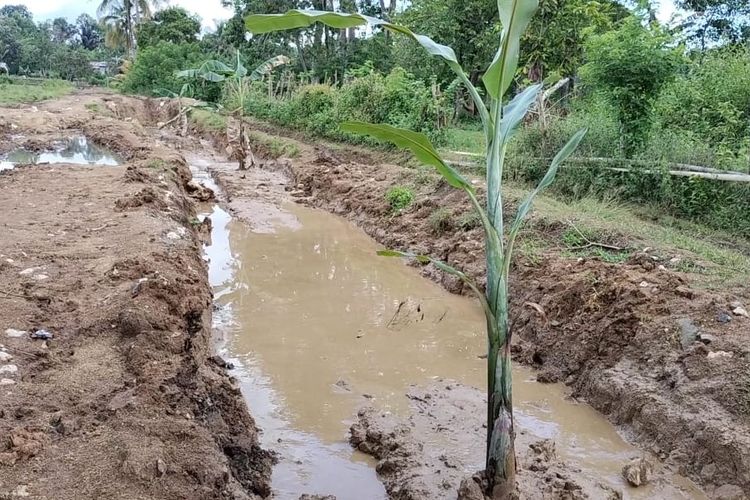 Foto : Warga Munta, Desa Kajong, Kecamatan Reok Barat, Kabupaten Manggarai, NTT, menanam pisang di jalan provinsi yang menghubungkan Manggarai menuju Manggarai Barat, pada Rabu (16/11/2022). 