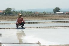 Harga Garam Melonjak Petani Pilih Panen Prematur