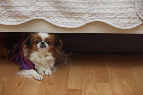 6 Penyebab Anjing Bersembunyi di Kolong Tempat Tidur