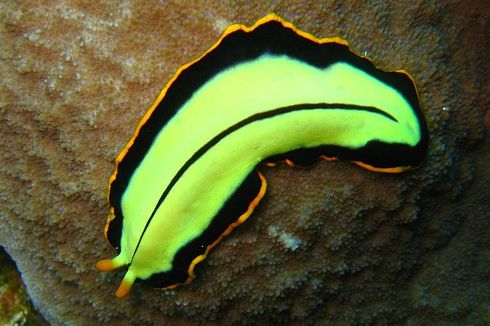 Filum Platyhelminthes: Karakteristik dan Klasifikasinya