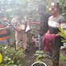 Tanam Pohon Ganja Pakai Pot di Rumahnya, Seorang Pria di Lombok Tengah Ditangkap Polisi