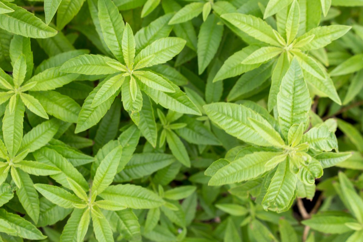Lemon verbena