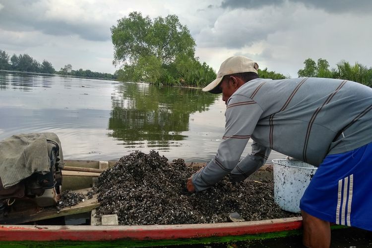Juliadi (38), seorang nelayan tradisional di Danau Siombak, Kelurahan Paya Pasir, Kecamatan Medan Marelan mengangkat kupang (kerang kecil). Dia mengaku merasakan gatal yang tidak biasa setelah banyaknya bangkai babi yang mengapung di Sungai Bedera dan Danau Siombak.