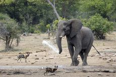 Diganggu Saat Sedang Minum, Gajah Semprotkan Air ke Anjing Liar