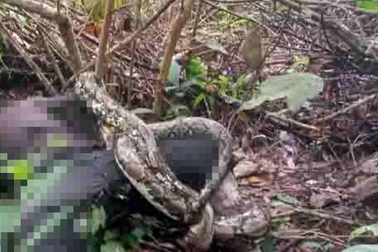 Orang rimba ditemukan tewas dililit ular di Jambi.