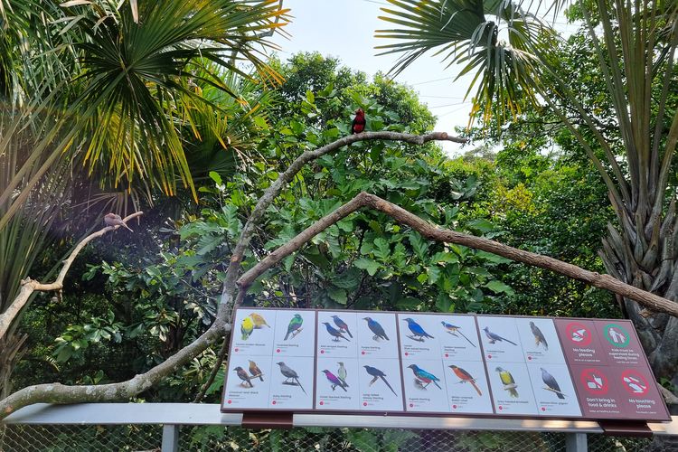 Koleksi burung di salah satu kandang di Bird Paradise, Mandai, Singapura, Kamis (4/10/2023).