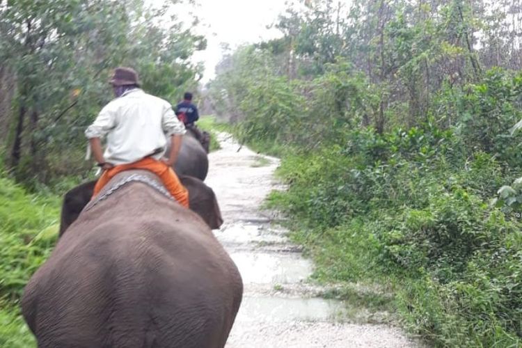 Para mahout dalam momen patroli bersama gajah latih yang menjadi garda depan mitigasi konflik gajah-manusia.