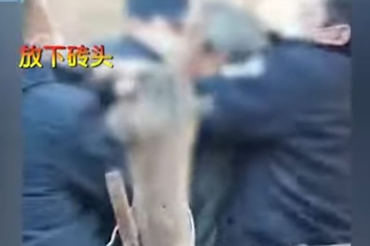 Seorang pria tua di desa di Provinsi Hebei, China utara dilumpuhkan ke tanah untuk dilakukan tes Covid-19, karena sempat menolak.