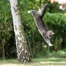 Mengapa Kucing Jatuh Selalu Kaki Dulu?