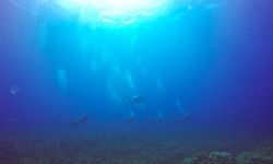 Marine Darkwave, Fenomena Dasar Laut Gelap Total yang Ancam Ekosistem