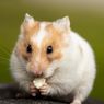 Bolehkah Hamster Makan Keju? 