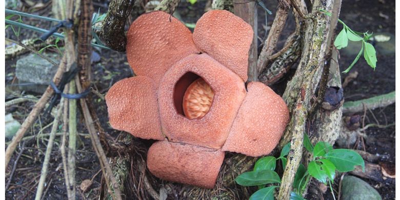 Rafflesia patma yang mekar di Kebun Raya Bogor pada tanggal 29 Juli 2015