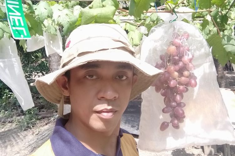Walwinsyah, petani yang berhasil membudidayakan anggur di pesisir pantai timur Sumatera, Jambi. 
