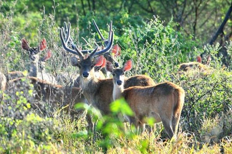 Pemerintah membangun taman nasional ujung kulon di jawa barat dengan tujuan