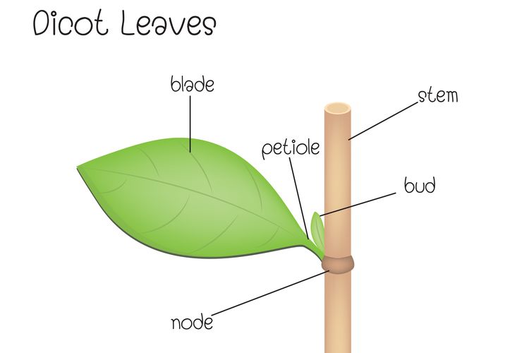 Sebutkan dua macam jaringan yang menyusun organ daun dan akar