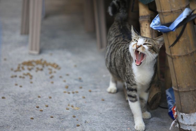  Gambar Ilustrasi Kucing Makan Ikan  Gambar  Ikan  HD