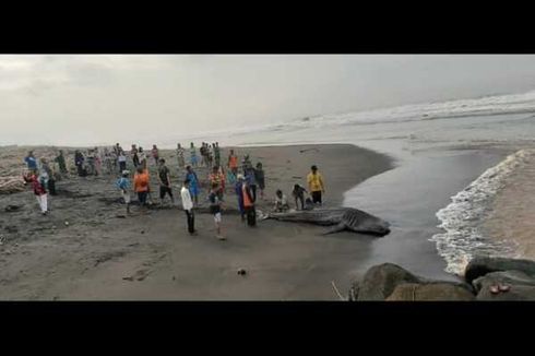 Paus Terdampar dalam Kondisi Mati di Pantai Kulon Progo