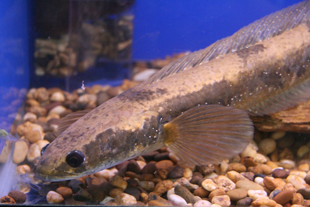 Ikan Channa Maru, disebut juga Cobra Snakehead atau Emperor Snakehead.