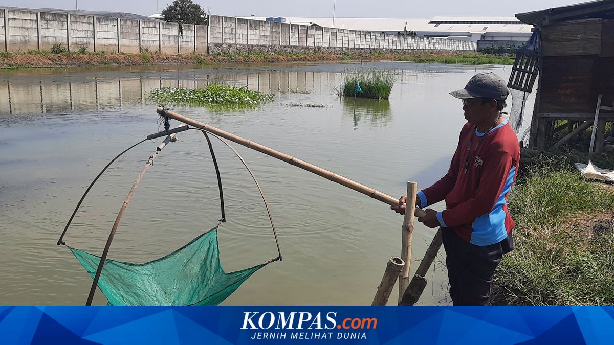 Tambak di Juwana Diduga Tercemar Limbah Pabrik, Ikan Mati Berulang Kali dan Petambak Merugi