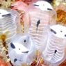 Ditemukan Hewan Laut Baru Mirip Panda, Dinamai Clavelina ossipandae