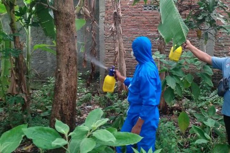 Petugas sedang menyemprot pestisida ke pohon yang terdapat ulat bulu di Desa Sumber, Trucuk, Klaten, Jawa Tengah.