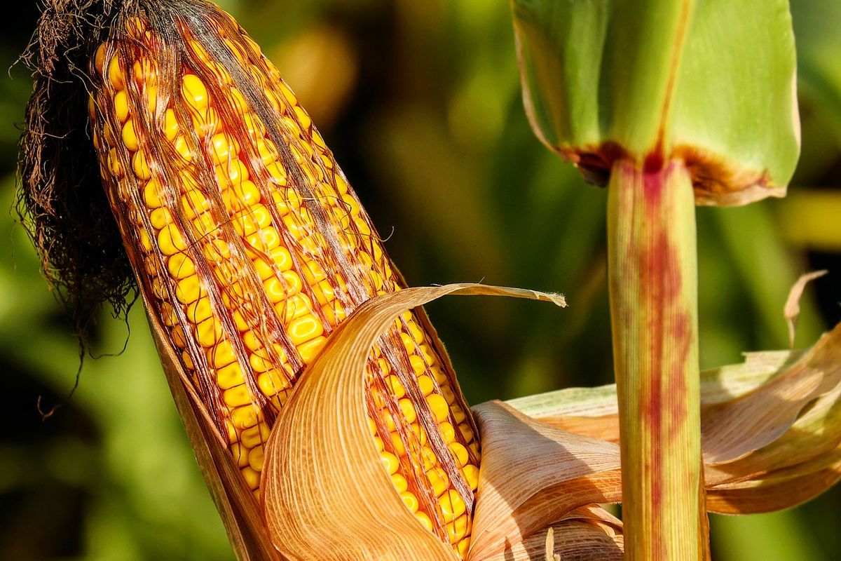 Ilustrasi jagung, tanaman jagung. 