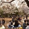 Tak Hanya Jepang, Ini 7 Lokasi Terbaik Melihat Bunga Sakura Tahun 2024
