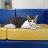 4 Kucing yang 