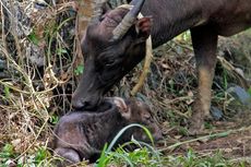 Mengenal Anoa, Hewan Endemik Sulawesi yang Hampir Punah